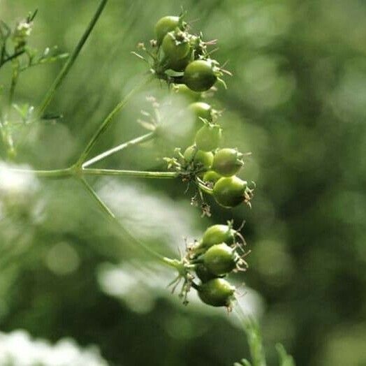 Coriandrum sativum Φρούτο