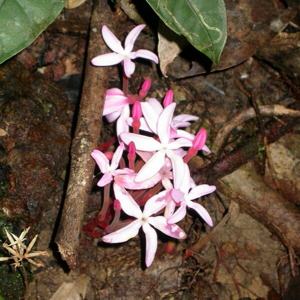 Voyria rosea Õis