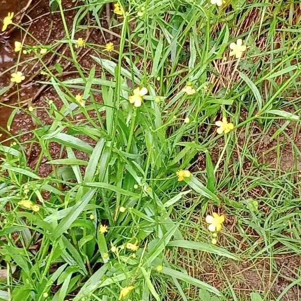 Ranunculus flammula Habitatea