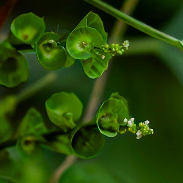 Acalypha indica Blomst