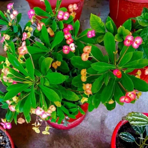 Euphorbia geroldii 花