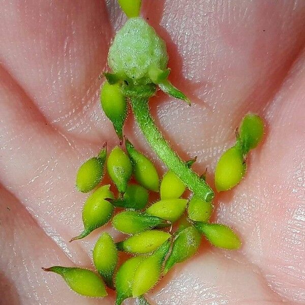 Anemonoides nemorosa Fruit