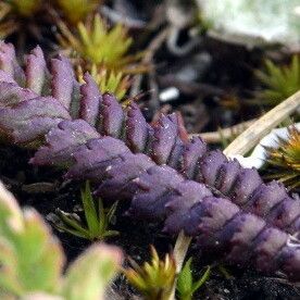 Pedicularis oederi Folio