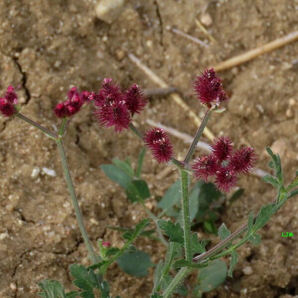 Turgenia latifolia Blomst