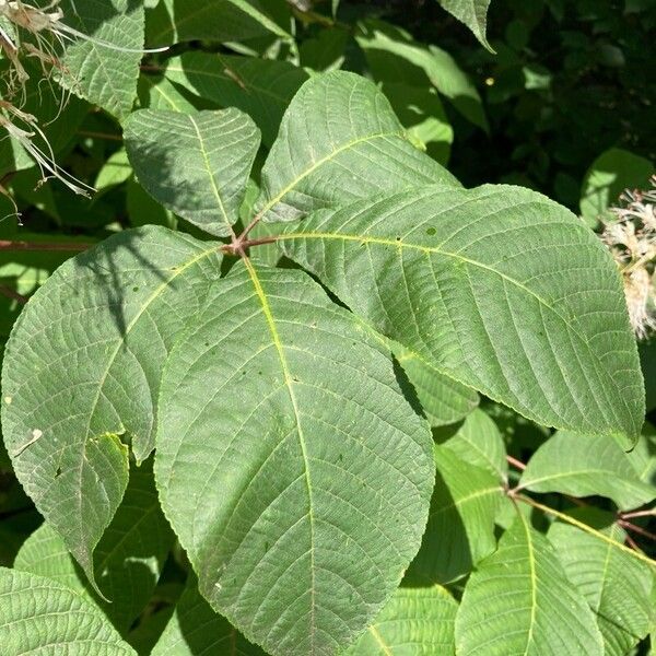 Aesculus parviflora Leaf