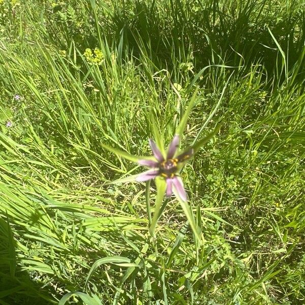 Tragopogon angustifolius Çiçek