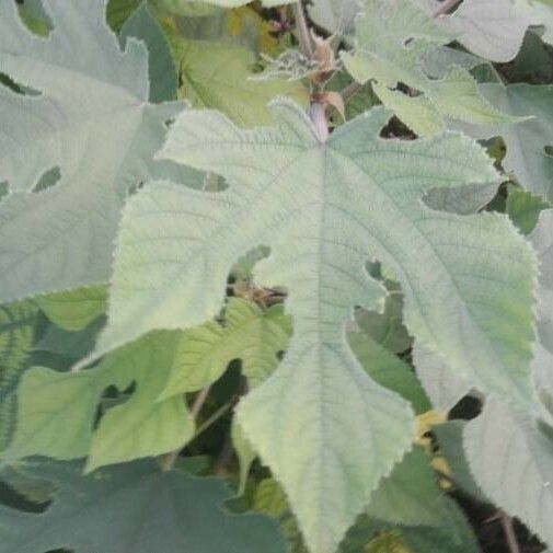 Broussonetia papyrifera Leaf