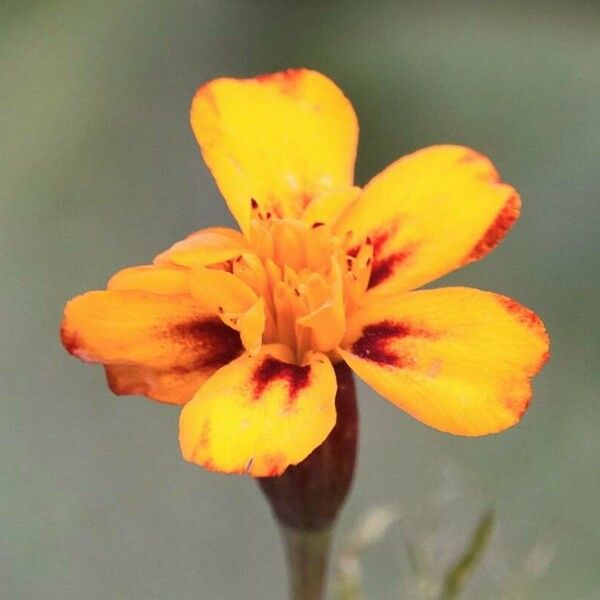 Tagetes tenuifolia Кветка