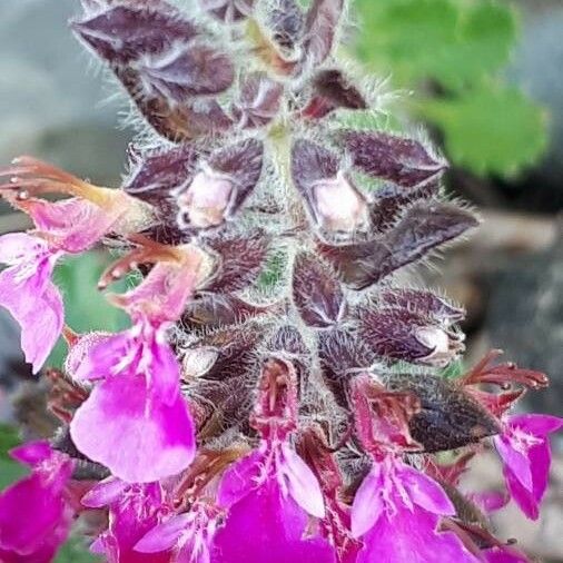 Teucrium chamaedrys Blüte