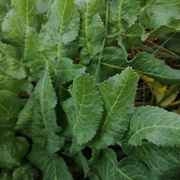 Opopanax chironium Blad