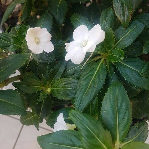 Impatiens walleriana Cvet