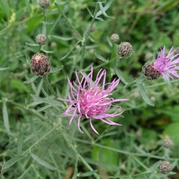 Centaurea stoebe Blomst