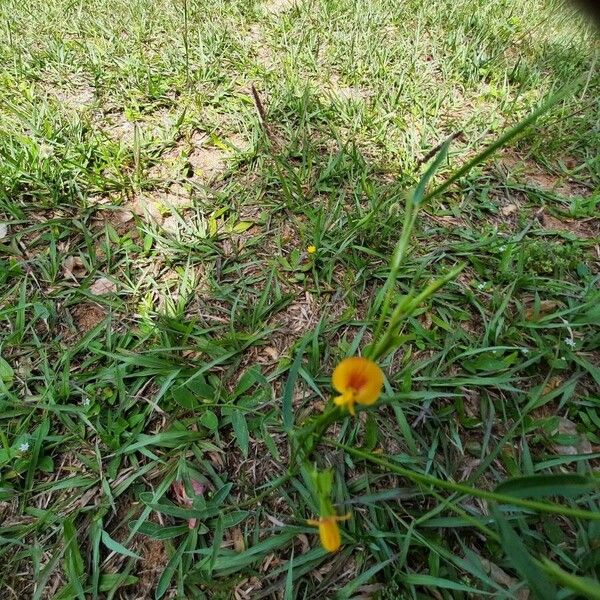 Crotalaria pumila Fleur