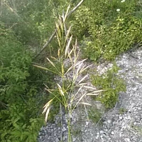 Bromopsis inermis Flor