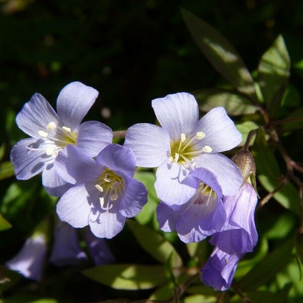 Polemonium reptans Blüte