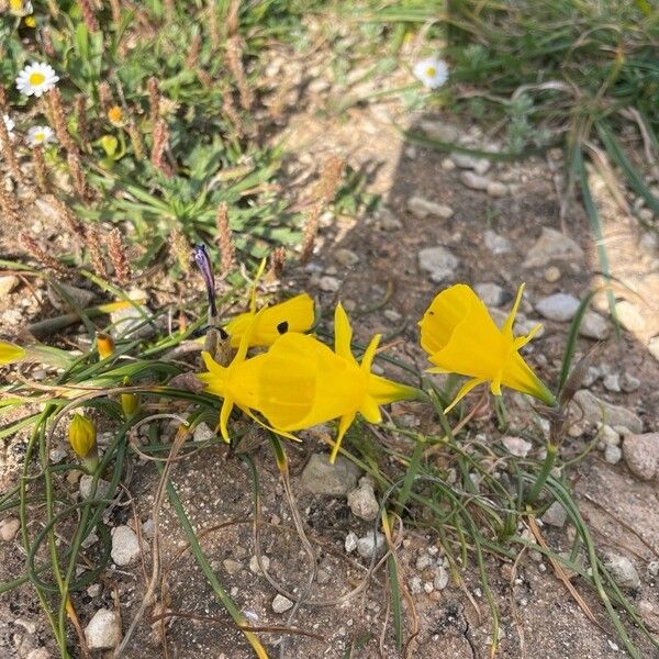 Narcissus bulbocodium Flor