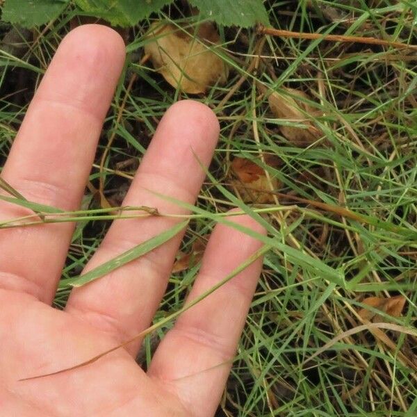 Agrostis stolonifera Leaf