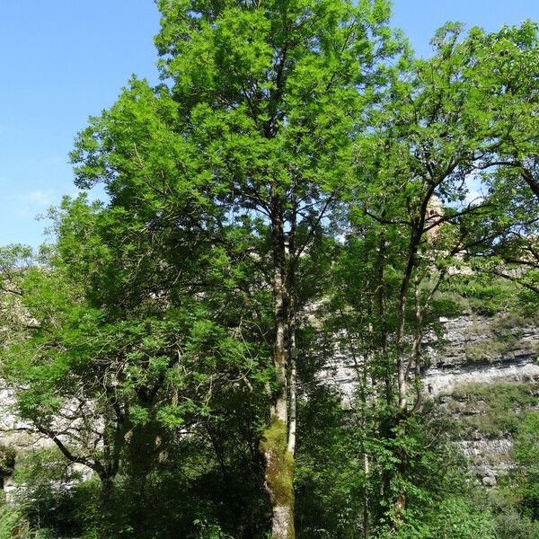 Fraxinus excelsior عادت