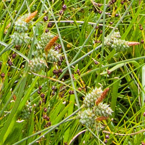 Carex extensa Frucht