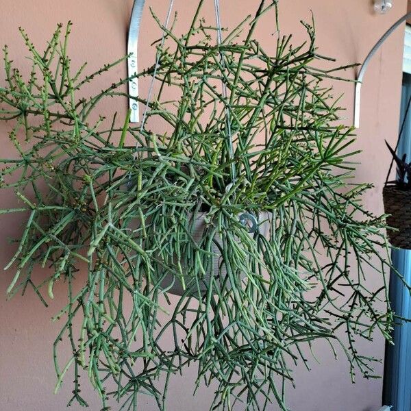 Rhipsalis pilocarpa Feuille