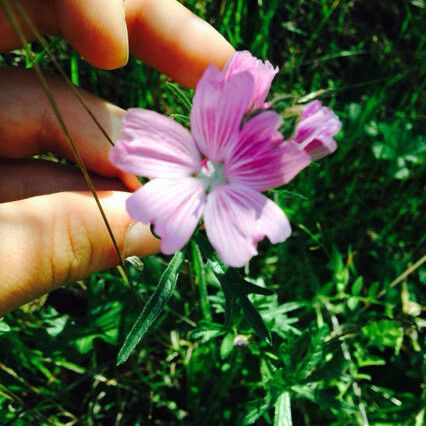 Sidalcea malviflora Cvet