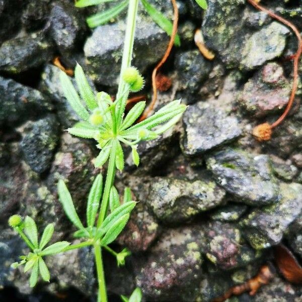 Galium parisiense 果