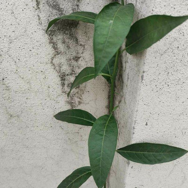 Cestrum nocturnum Feuille