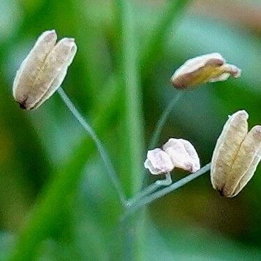 Littorella uniflora Kvet