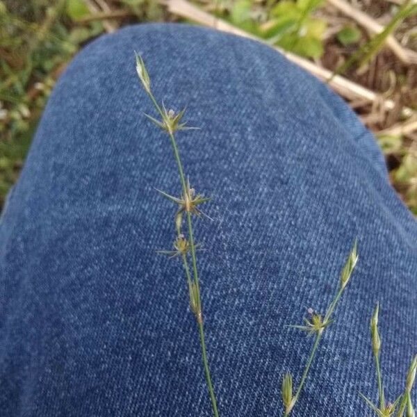 Juncus bufonius Blüte