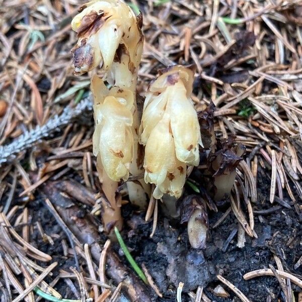 Monotropa hypopitys Květ