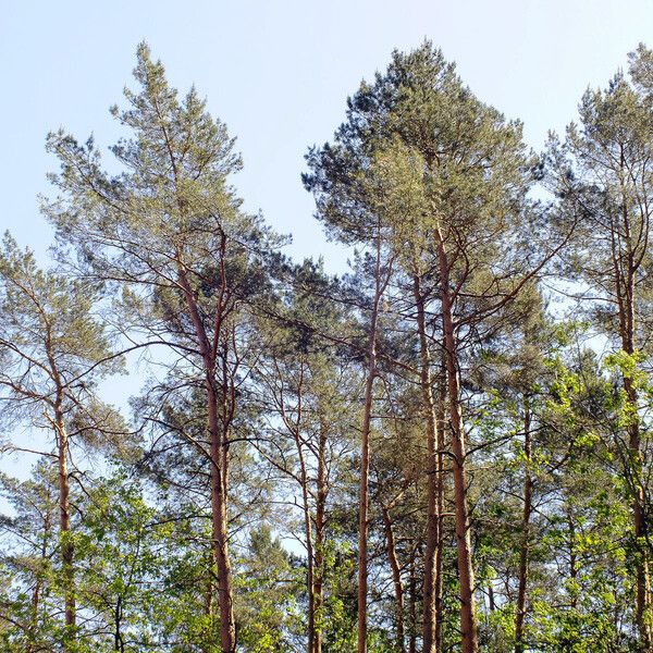 Pinus sylvestris Hàbitat