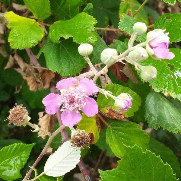 Rubus ulmifolius Blüte