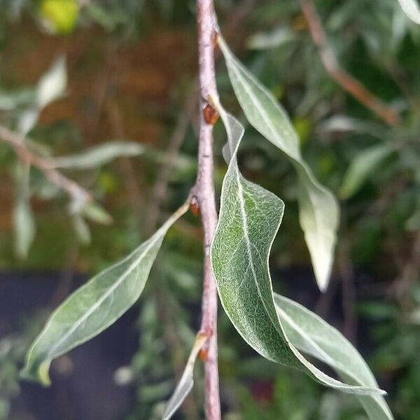 Pyrus salicifolia Leaf