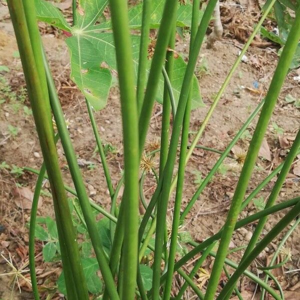 Cyperus articulatus 樹皮