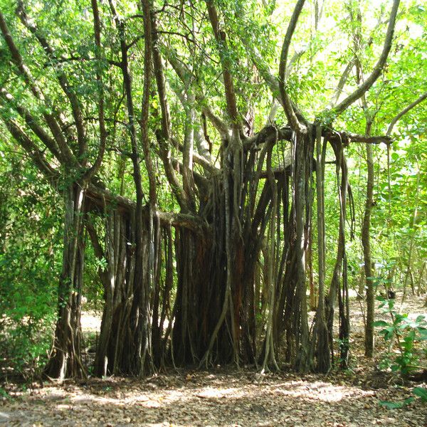 Ficus prolixa Other