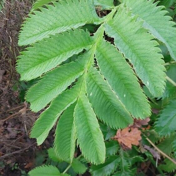 Melianthus major Φύλλο