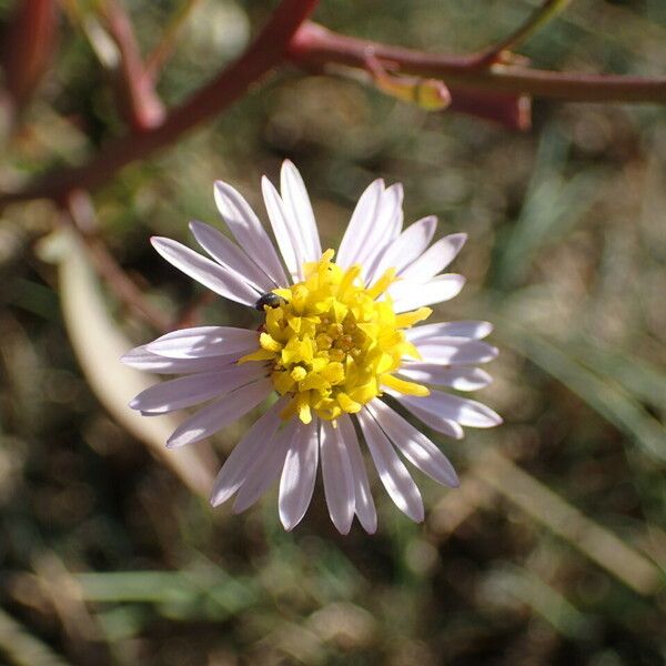 Tripolium pannonicum Blomst