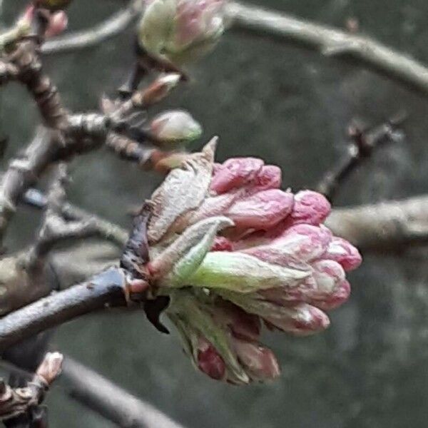 Viburnum × bodnantense 花