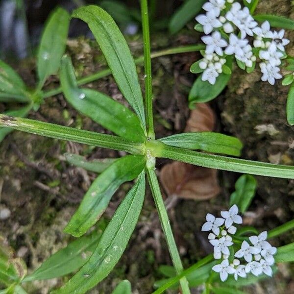 Galium palustre Blad