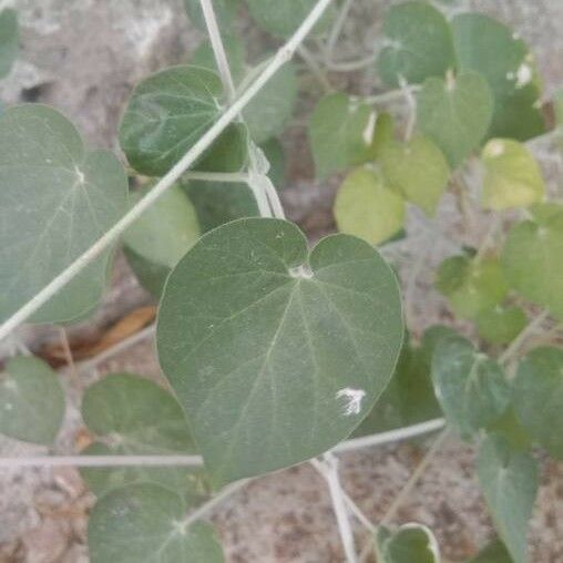 Ipomoea obscura Ліст