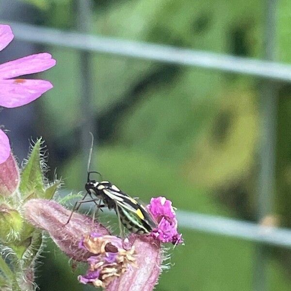 Silene dioica 花