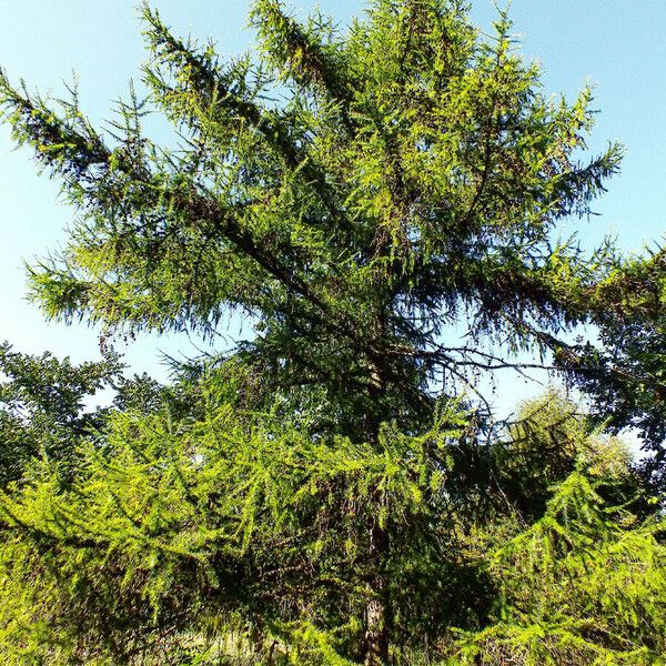 Larix kaempferi عادت داشتن