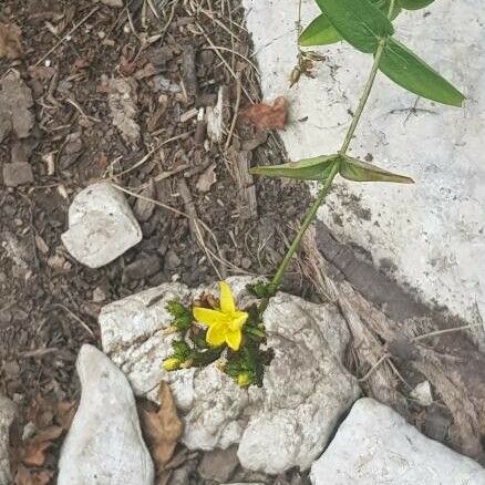 Hypericum montanum Blüte