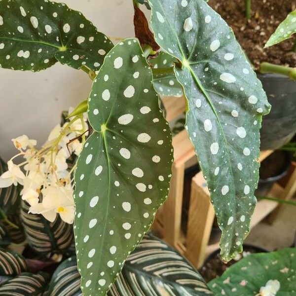 Begonia maculata Feuille