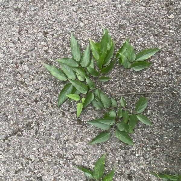 Celtis laevigata 葉