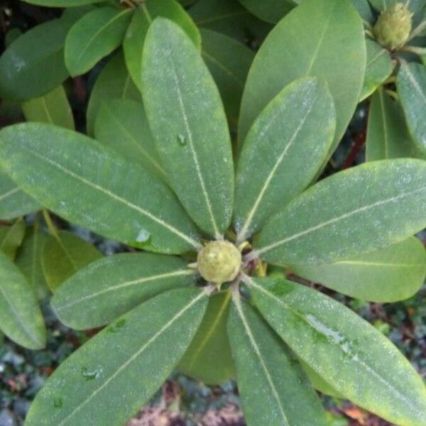 Rhododendron ponticum Leaf