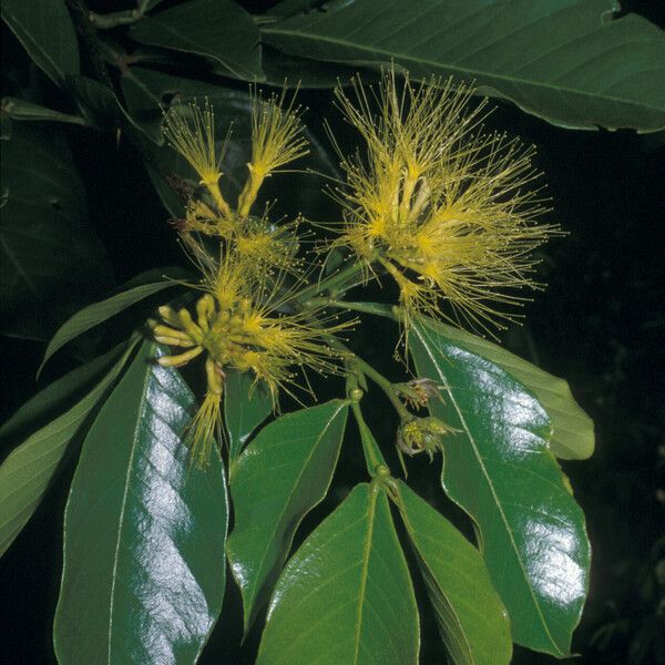 Inga pilosula Flower