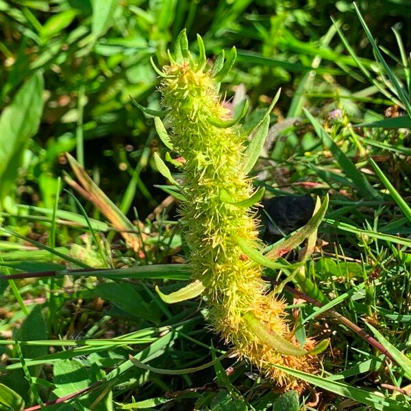 Rumex maritimus Kukka