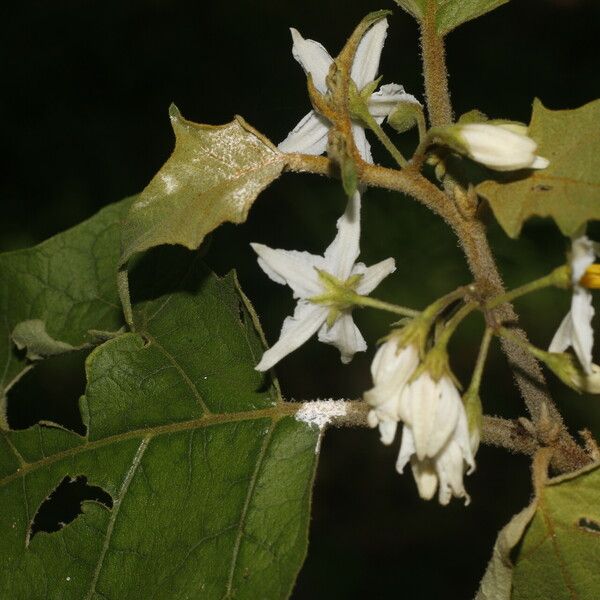 Solanum torvum Blomst