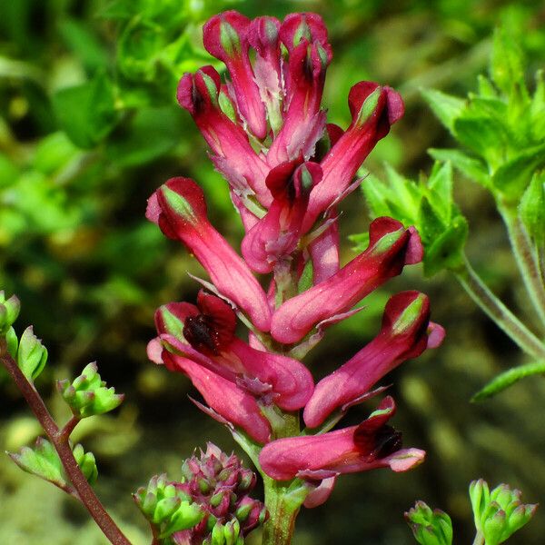 Fumaria officinalis Flower